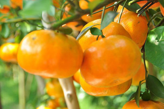 Những lợi ích tuyệt vời của trái quýt